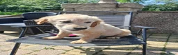 Golden Retriever dogs for sale: KC registered golden retriever girls  - Advert 2