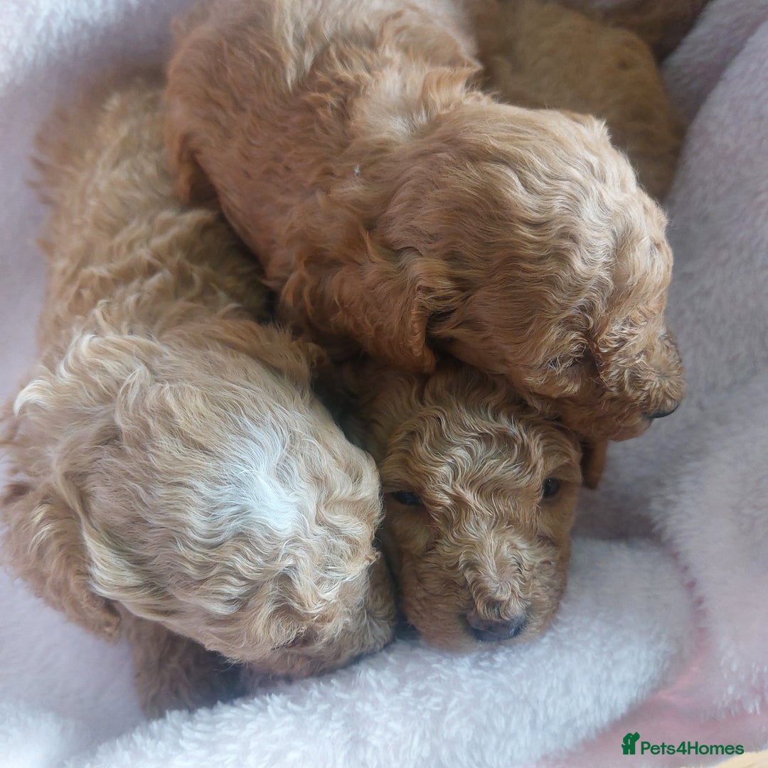 Miniature Poodle dogs for sale: MINIATURE POODLES - Image 7