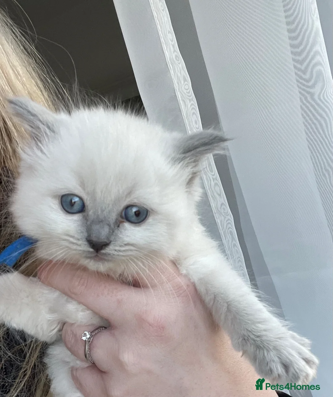 Ragdoll cats for sale: Beautiful PURE Ragdoll Kittens 🐱 - Advert 2