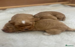 Cockapoo dogs for sale: Cockapoo Pups - Image 23
