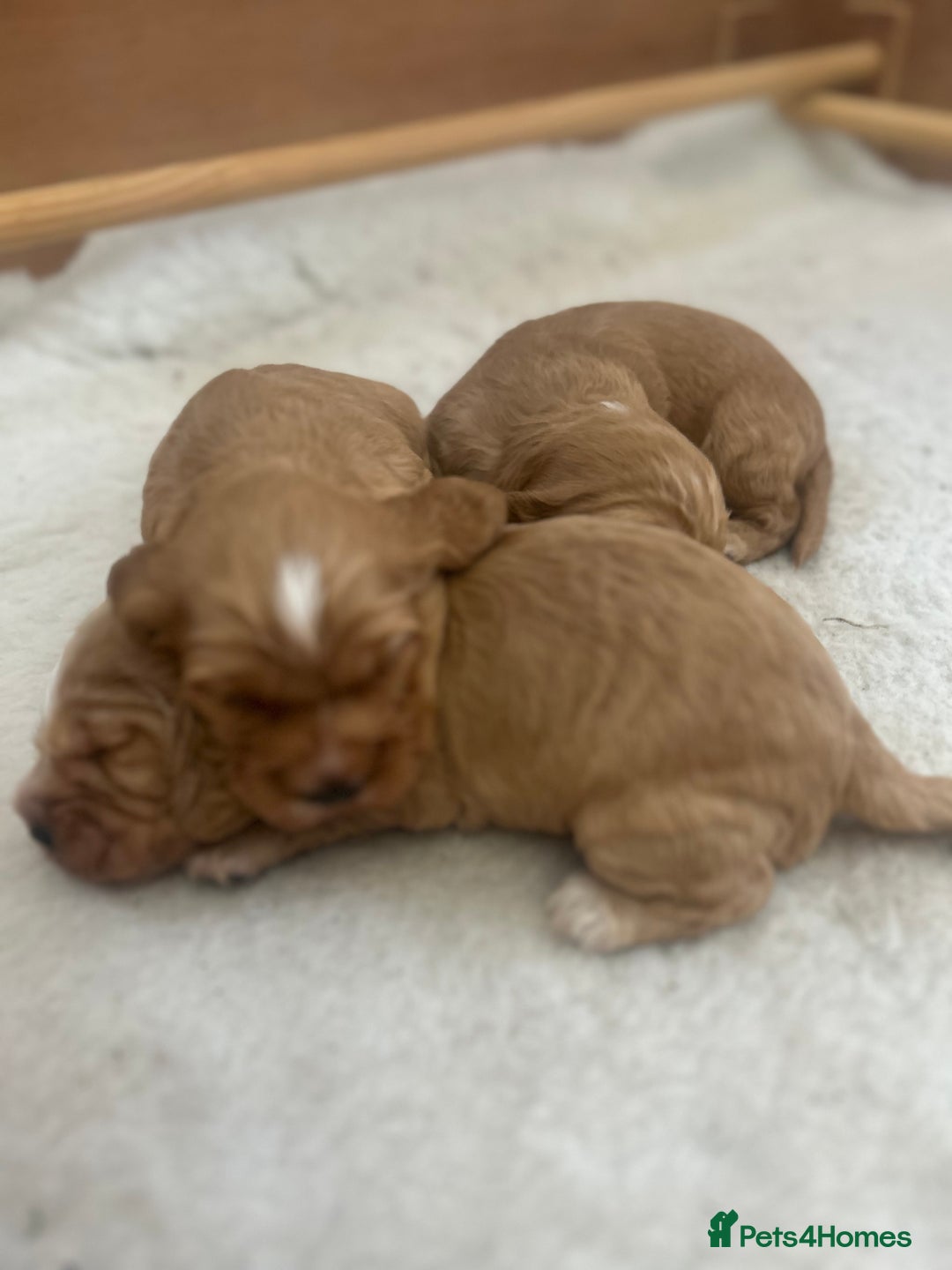 Cockapoo dogs for sale: Cockapoo Pups - Image 23