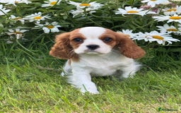 Cavalier King Charles Spaniel dogs for sale: Beautiful Blenheim Cavalier King Charles puppies - Image 14
