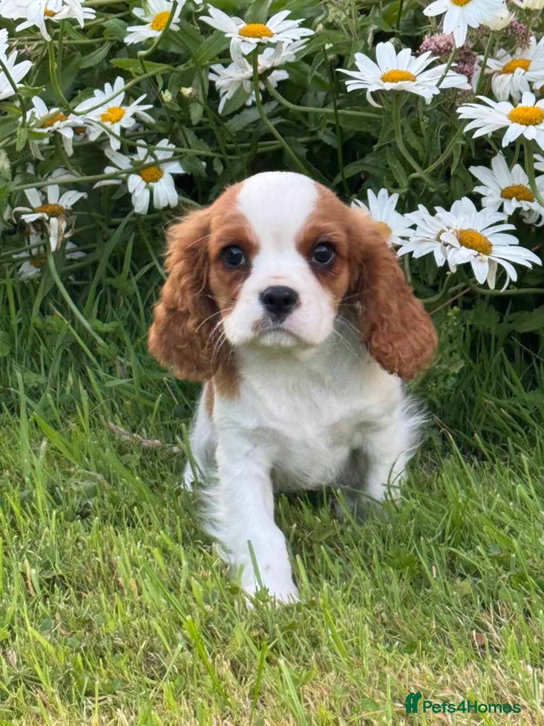 Cavalier King Charles Spaniel dogs for sale: Beautiful Blenheim Cavalier King Charles puppies - Image 14