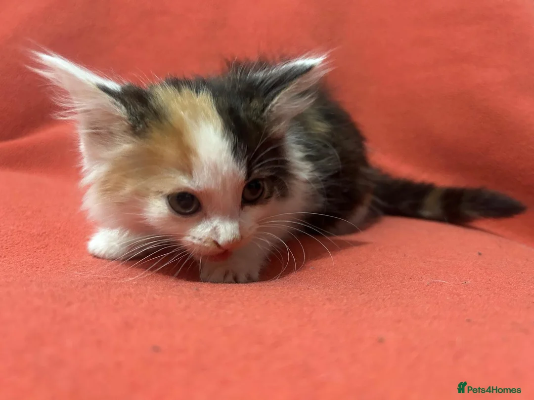 RagaMuffin cats for sale: Kittens for sale  - Advert 8