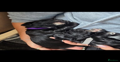 Sprocker dogs - Advert 16