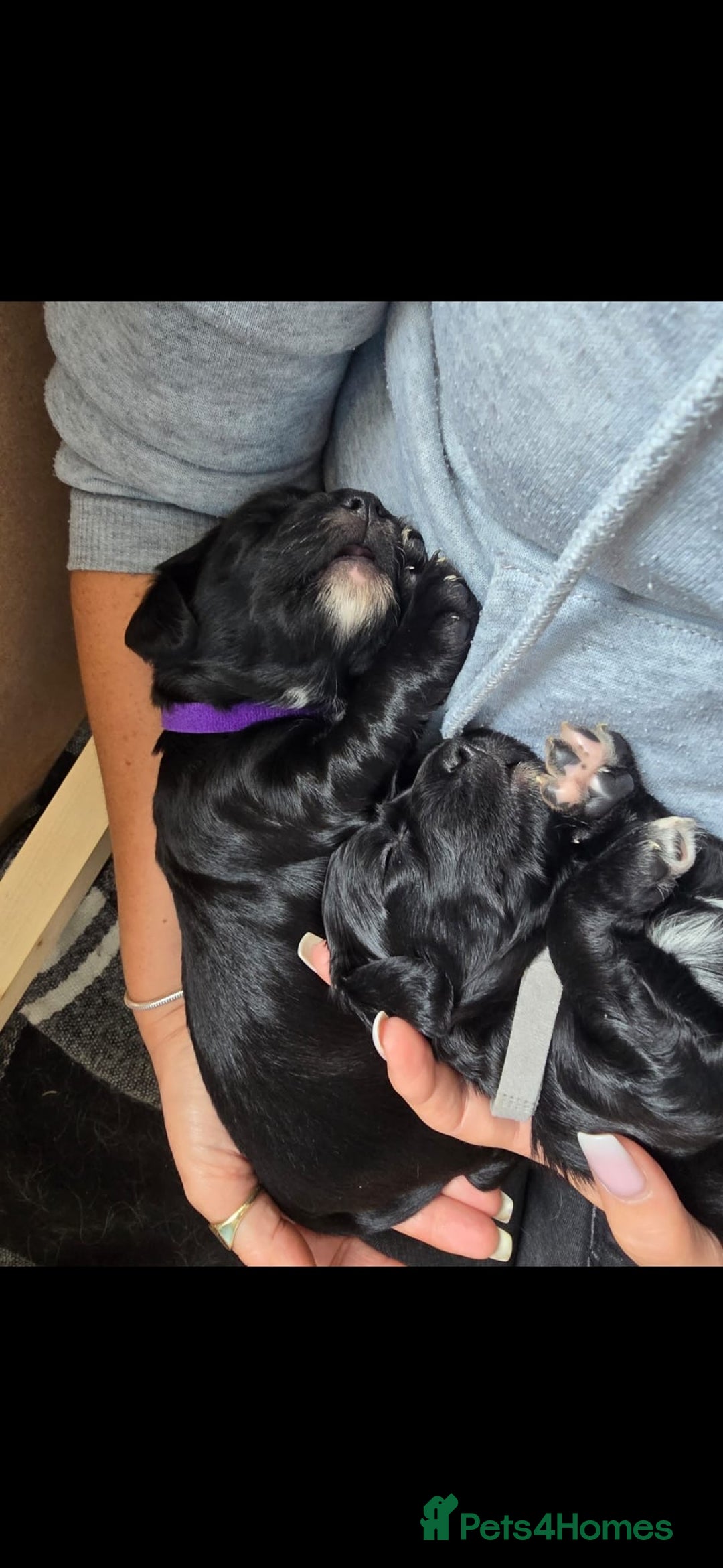 Sprocker dogs for sale: 3 Beautiful Female Sprocker puppies - Image 18