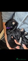 Sprocker dogs - Advert 3