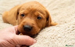 Labrador Retriever dogs for sale: Stunning Fox Red Labrador Puppies For Sale - Image 5