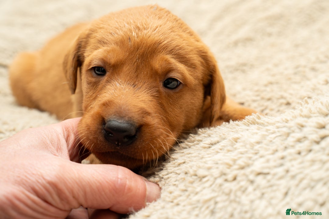 Labrador Retriever dogs for sale: Stunning Fox Red Labrador Puppies For Sale - Image 5