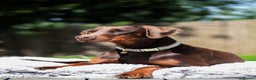 Dobermann dogs for sale: WAITLIST 2026 CEZARBLUE 5 STAR LICENSED ⭐️  - Advert 26