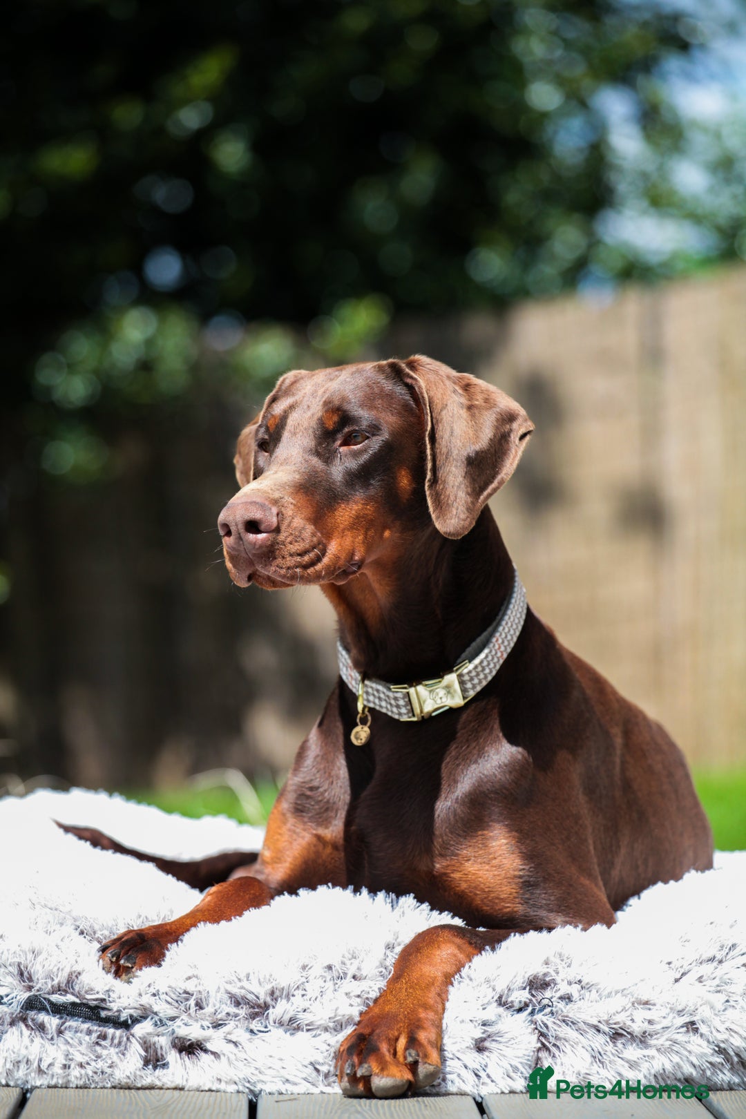 Dobermann dogs for sale: WAITLIST 2026 CEZARBLUE 5 STAR LICENSED ⭐️  - Advert 26