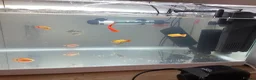 Corys fish for sale: FREE Coldwater Fish (Mixed) + Fish tank included  - Advert 2