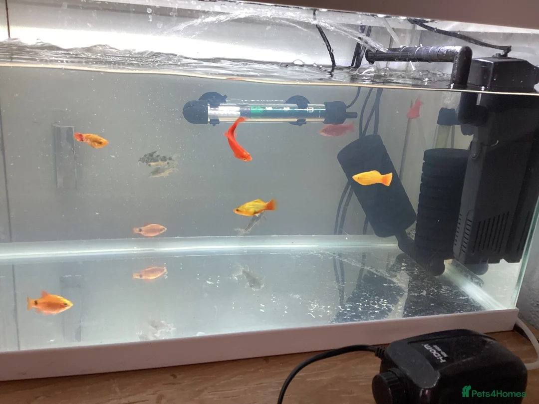 Corys fish for sale: FREE Coldwater Fish (Mixed) + Fish tank included  - Advert 2