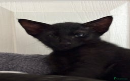 Mixed Breed cats for sale: Ready now! Oriental x British shorthair kittens - Image 31