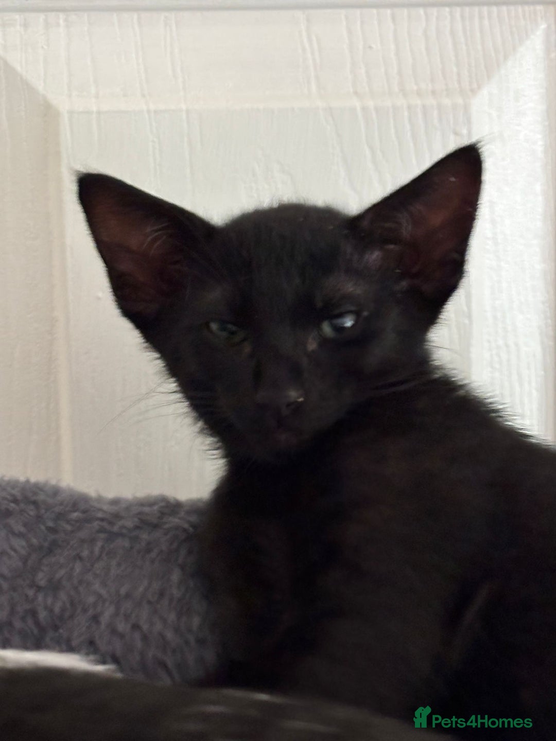 Mixed Breed cats for sale: Ready now! Oriental x British shorthair kittens - Image 31