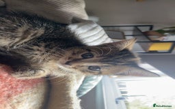 Bengal cats for sale: beautiful bengal kitten  - Image 29
