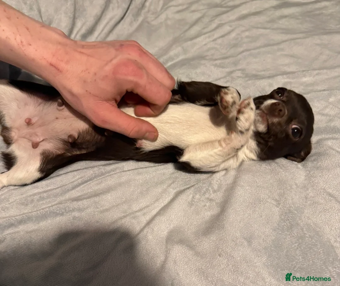 Chihuahua dogs for sale: KC Registered Quality Chihuahua puppies  - Advert 2