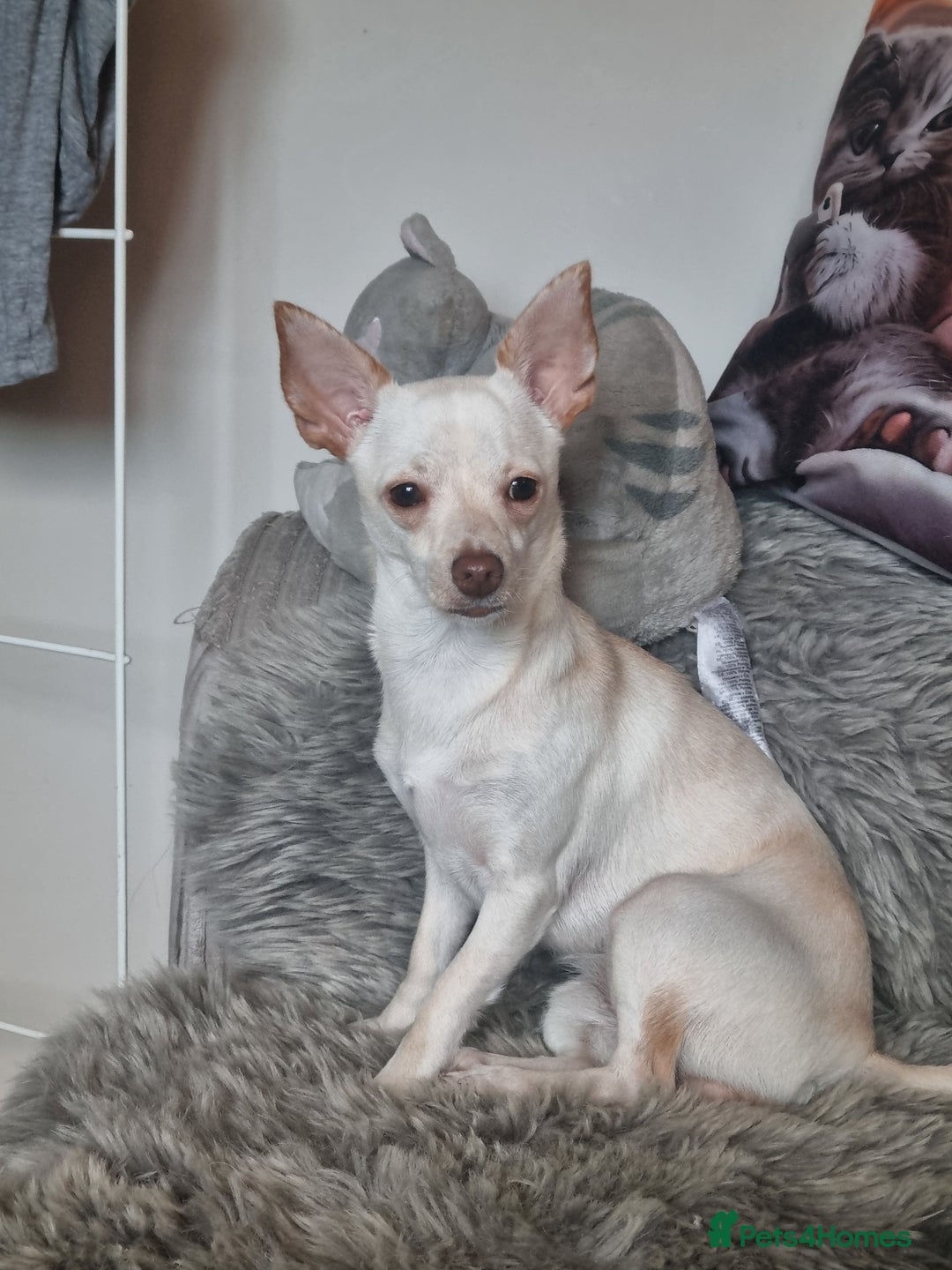 Mixed Breed dogs for sale: Chihuahua cross terrior - Advert 1