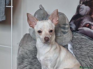 Mixed Breed dogs Chihuahua cross terrior - Advert 3