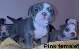 Olde English Bulldogge dogs for sale: Olde English bulldogs puppies  - Image 2