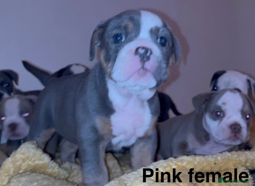 Olde English Bulldogge dogs for sale: Olde English bulldogs puppies  - Image 2