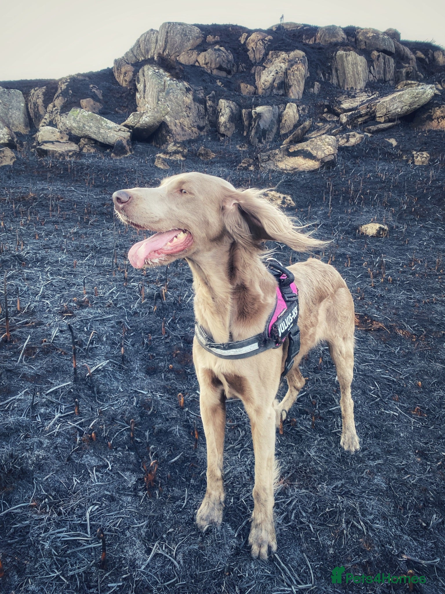 Weimaraner dogs 4 year old long haired Weimaraner - Advert 1