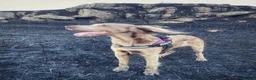 Weimaraner dogs for sale: 4 year old long haired Weimaraner - Advert 1