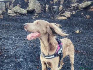 Weimaraner dogs 4 year old long haired Weimaraner - Advert 10