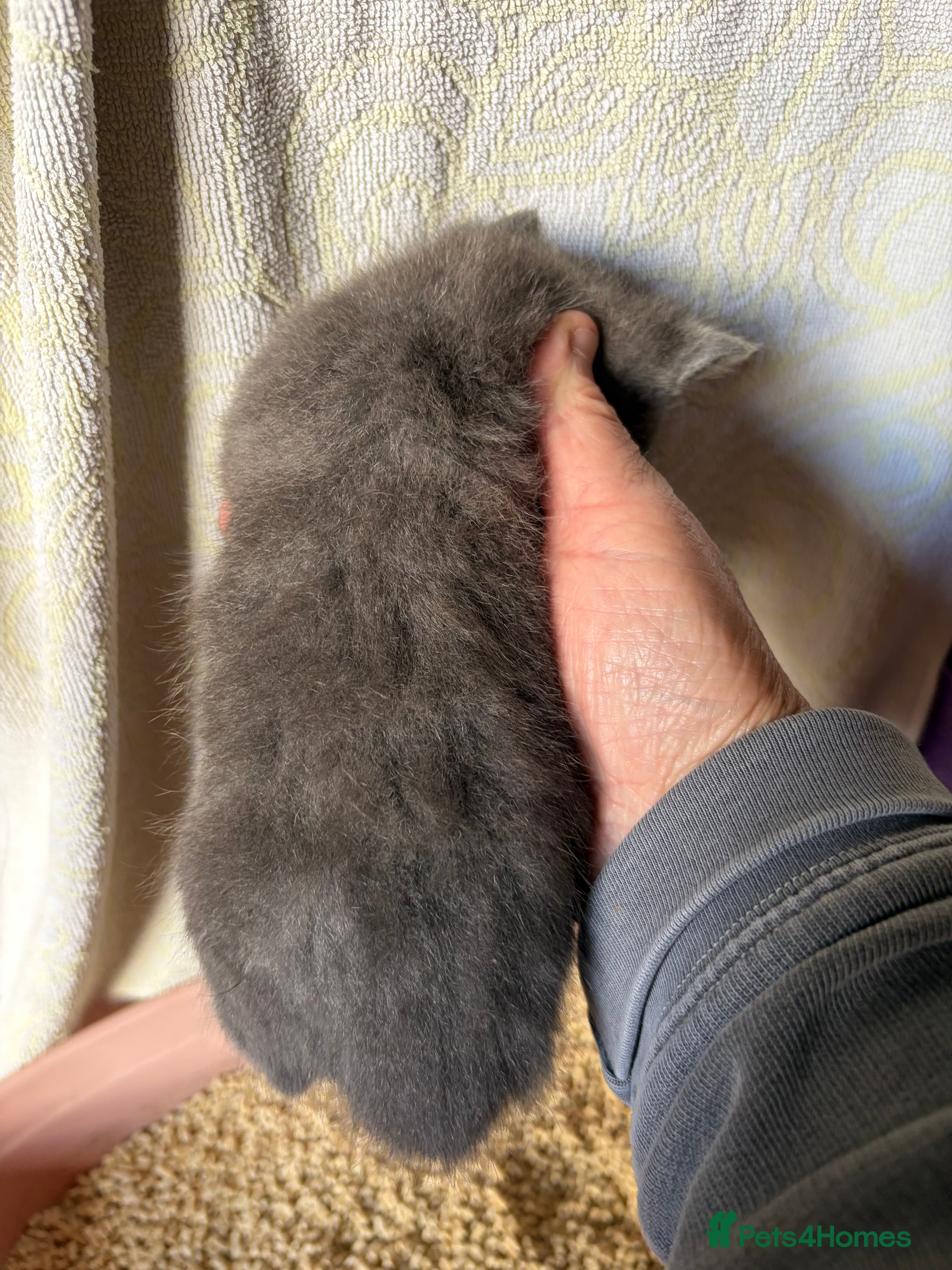 Mixed Breed cats for sale: Beautiful Kittens - Advert 3
