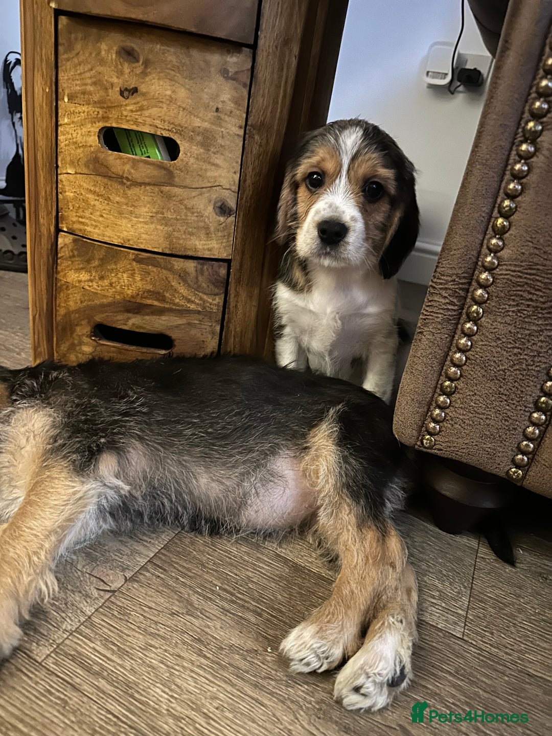 Mixed Breed dogs for sale: Beautiful Beagle X Cavapoo Puppies.  - Advert 17