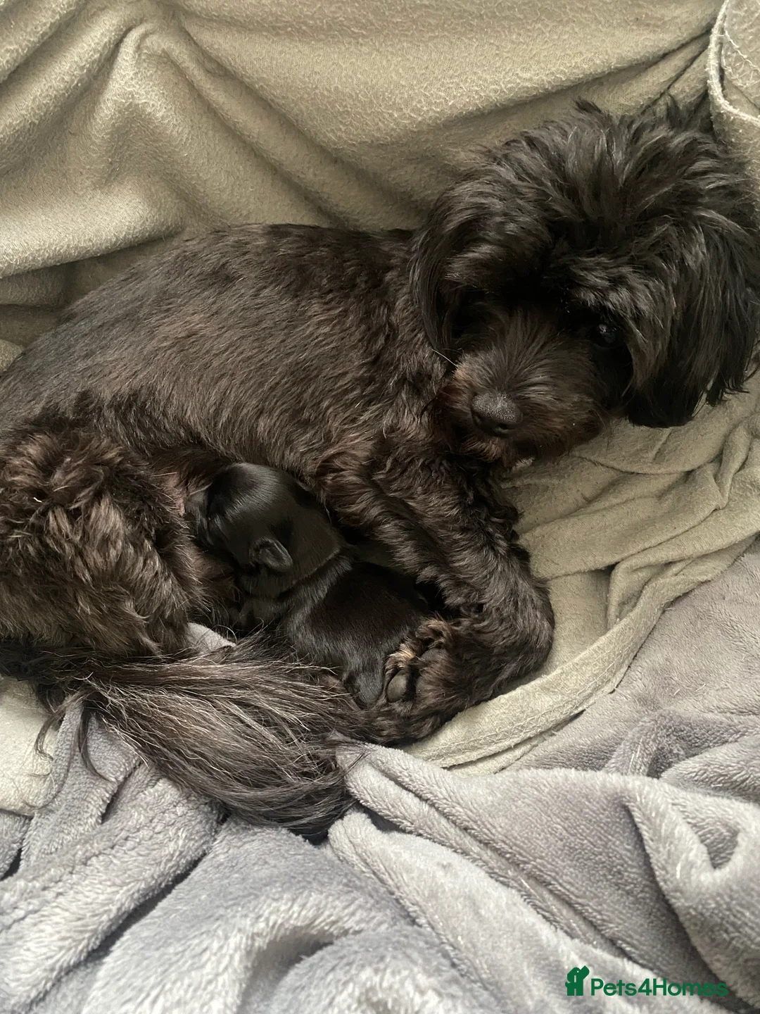 Shorkie dogs for sale: SHORKIES ❤️🥰 in Birmingham - Advert 2