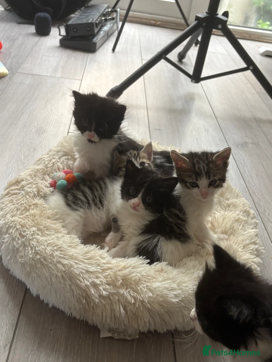 Maine Coon cats for sale: Maine Coon Cross Kittens unique features -stunning - Advert 1