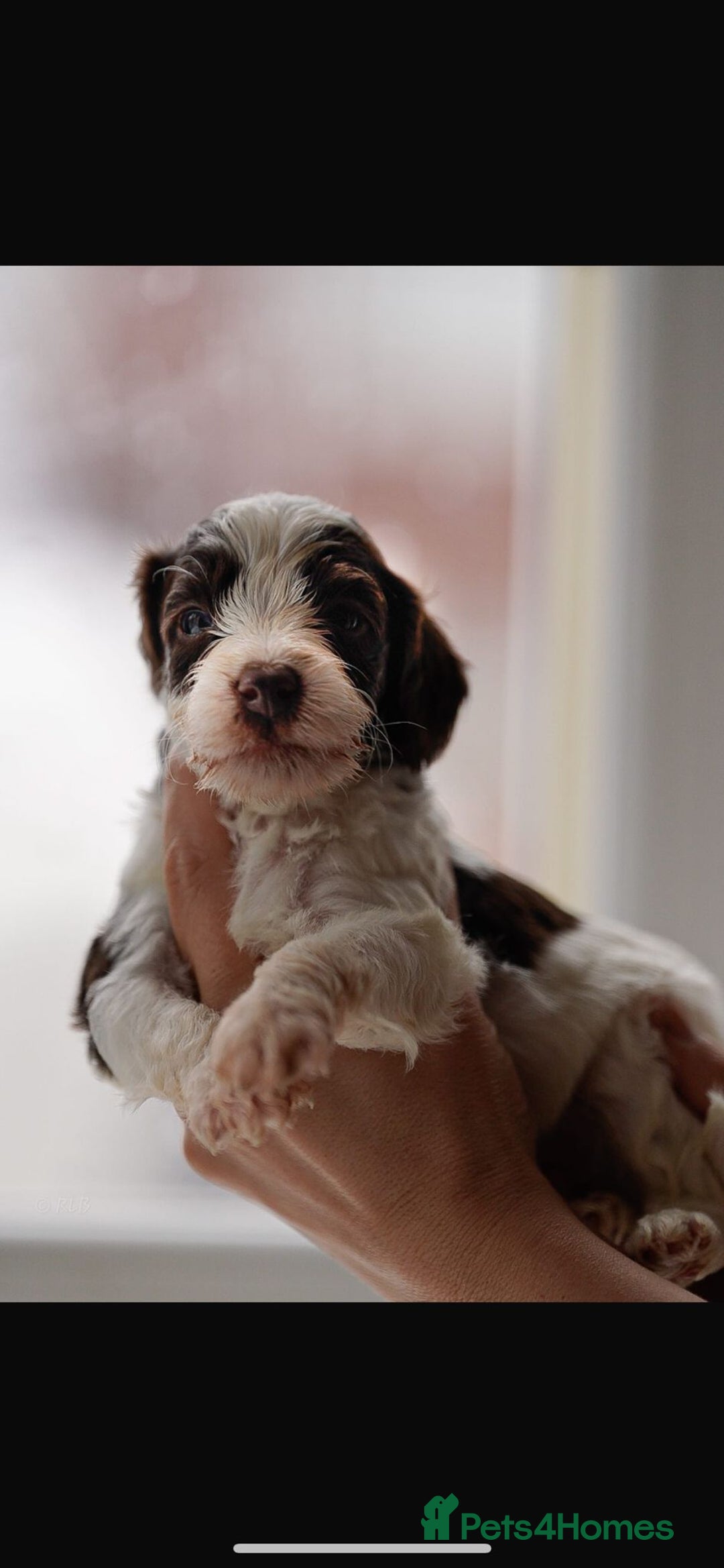 Cockapoo dogs for sale: Beautiful cockapoo puppys  - Advert 14