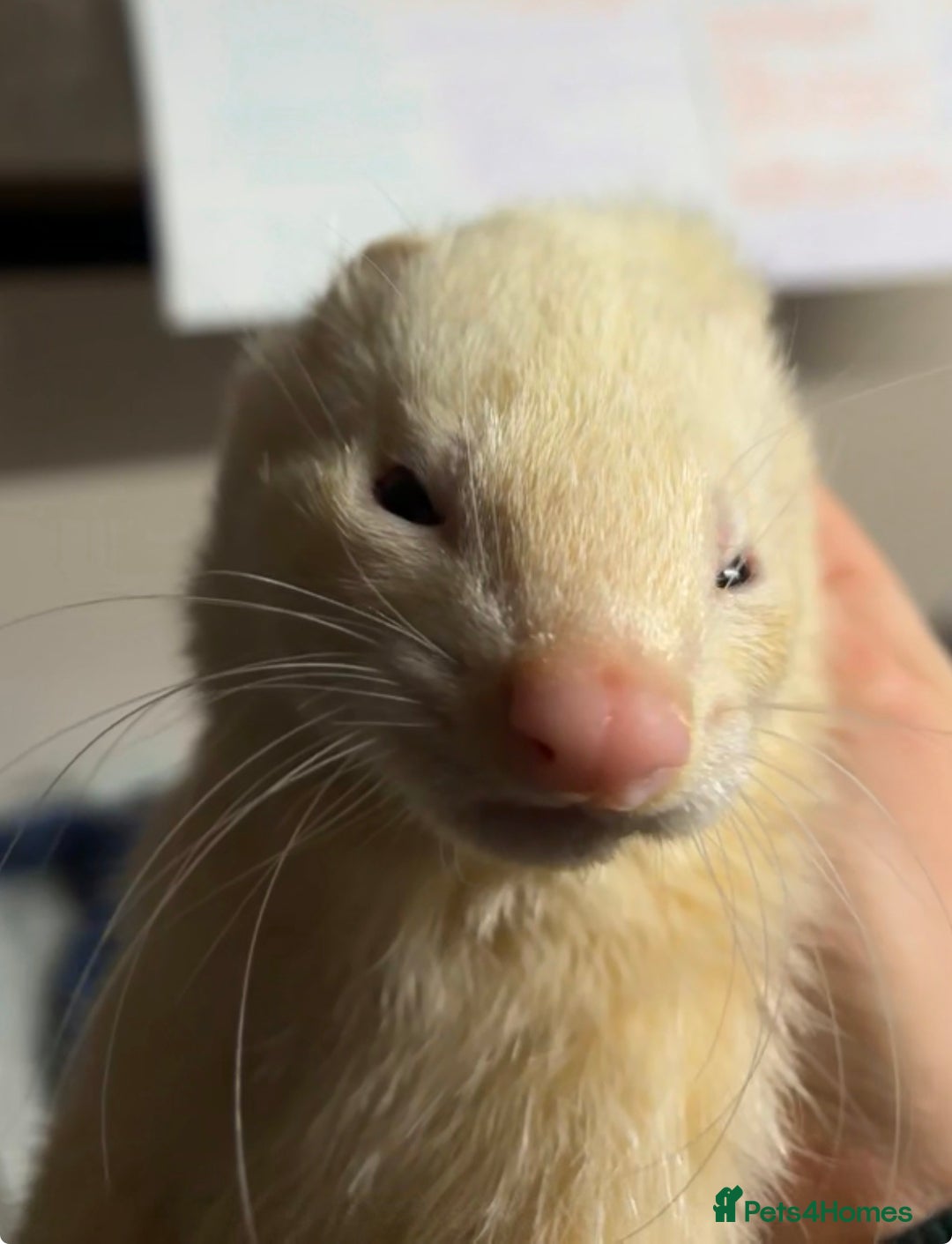 Ferret rodents for sale: Make ferret for rehoming  - Advert 2