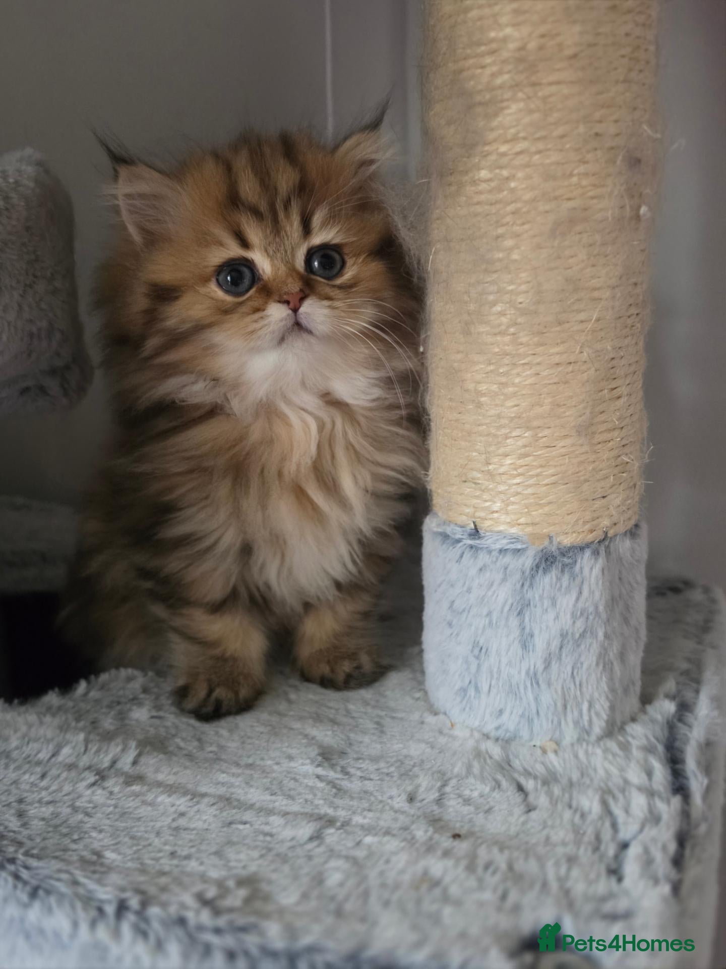 British Shorthair cats  GCCF registered BLH girl available  - Advert 1