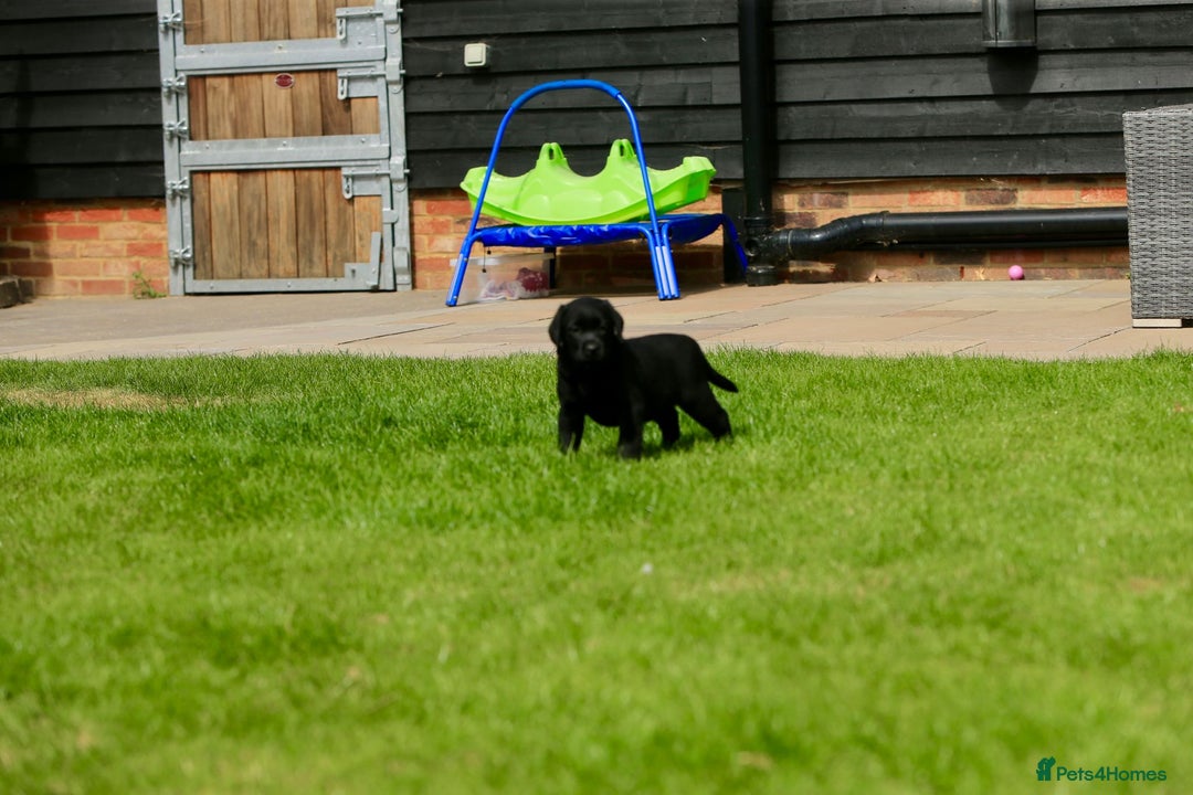 Labrador Retriever dogs for sale: Stunning litter of 6 Labrador Puppies  - Image 10