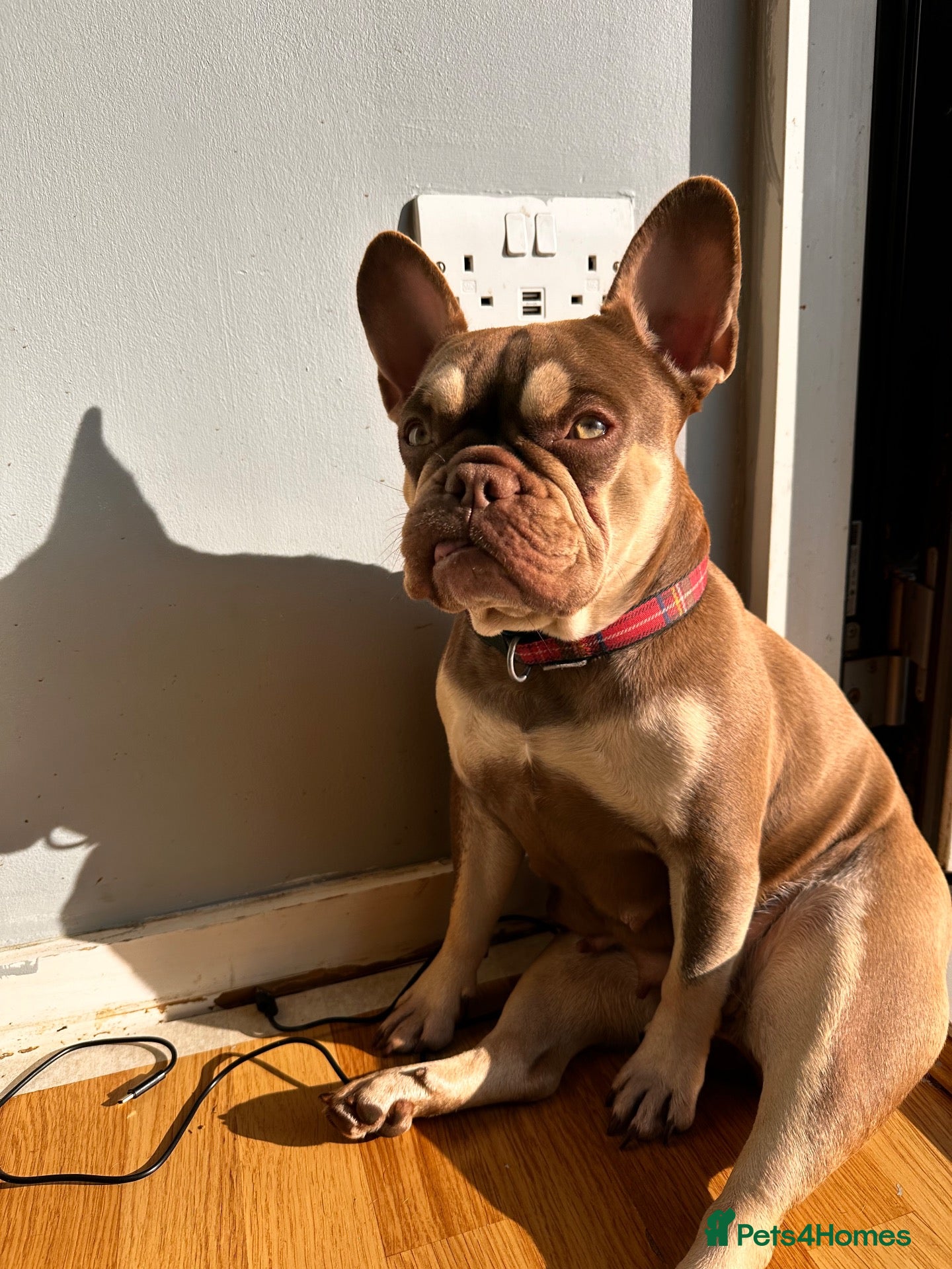 French Bulldog dogs Pedigree French Bulldog Puppies-home reared  - Advert 6