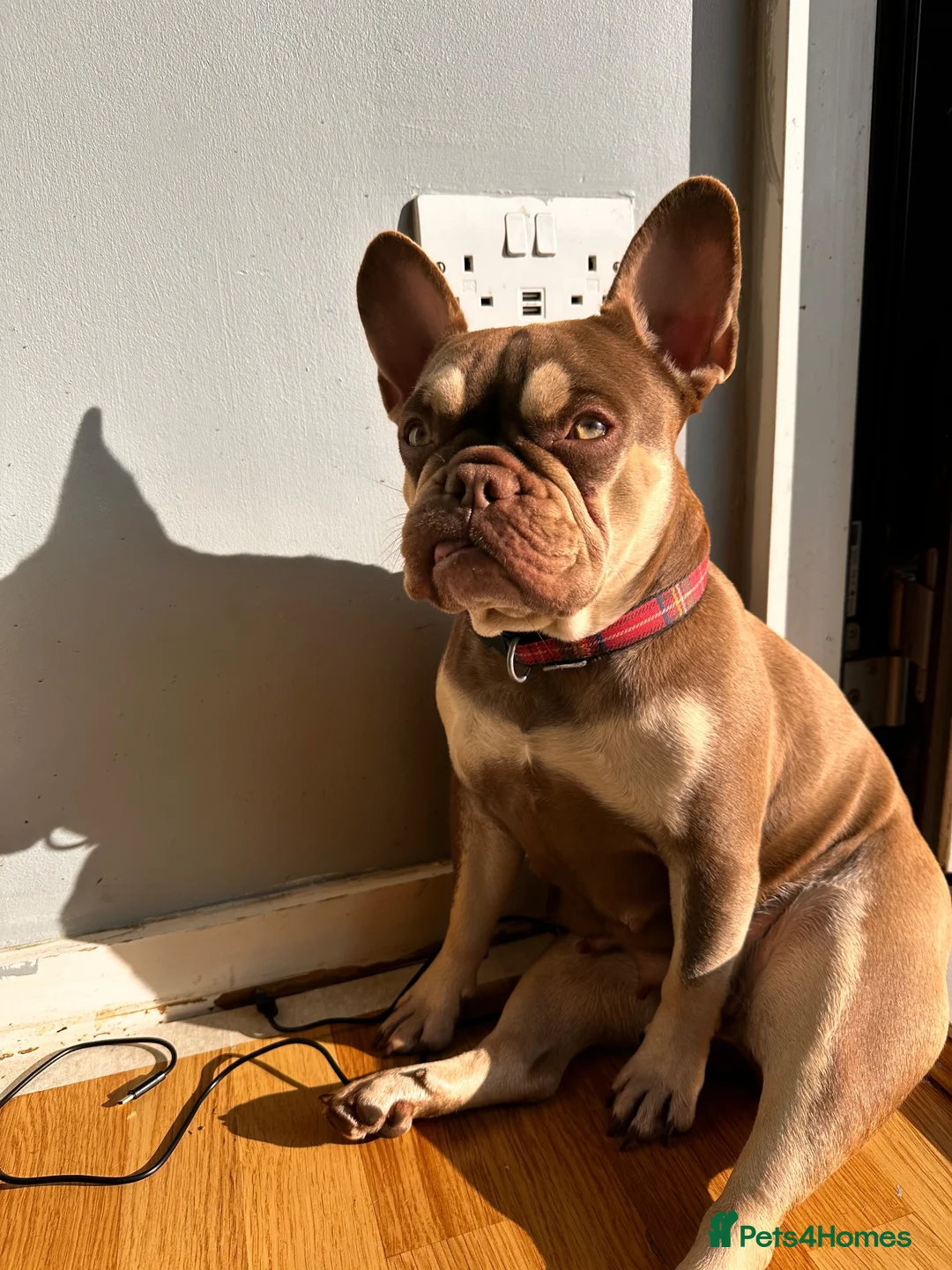 French Bulldog dogs for sale: Pedigree French Bulldog Puppies-home reared  in Milton Keynes - Advert 1