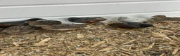 Quail poultry for sale: Button quails - Advert 5
