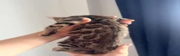 Bengal cats for sale: Beautiful Bengal kittens 2m 1f Price is negotiable in Harrow - Advert 4