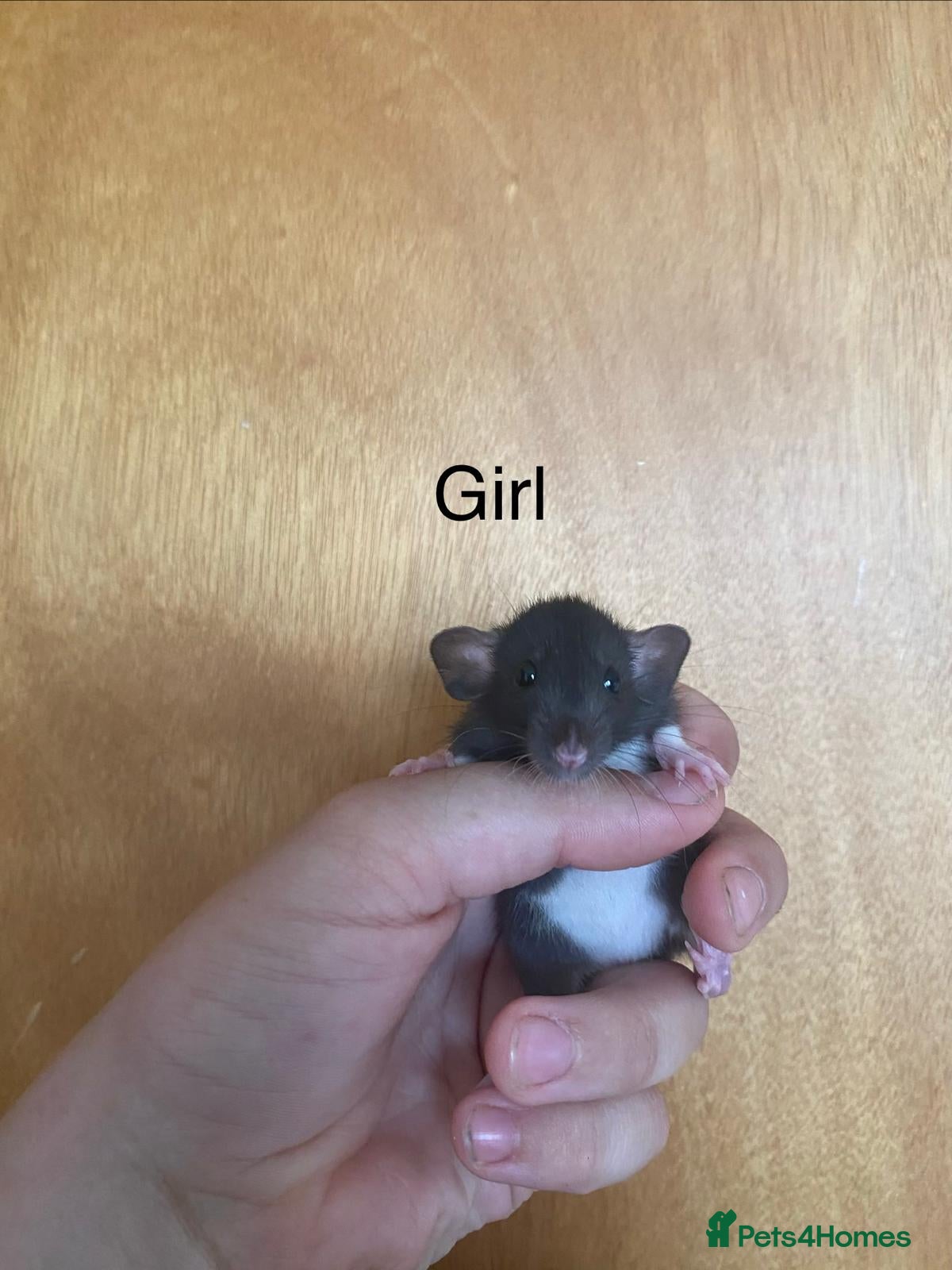 Rat rodents for sale: Mixed sexed baby rats in Chelmsford - Advert 13