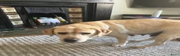 Labrador Retriever dogs for sale: Buddy (boy Lab) in Saint Austell - Advert 2