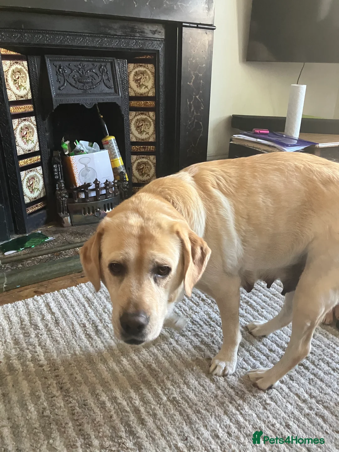 Labrador Retriever dogs for sale: Buddy (boy Lab) in Saint Austell - Advert 2