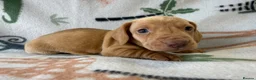 Miniature Dachshund dogs for sale: 🐾 Kc Reg Smooth Haired Miniature Dachshunds 🐾  - Advert 11
