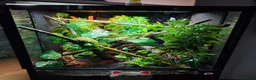 Gecko reptiles for sale: Stunning Female Bauer's Chameleon Gecko - Advert 6