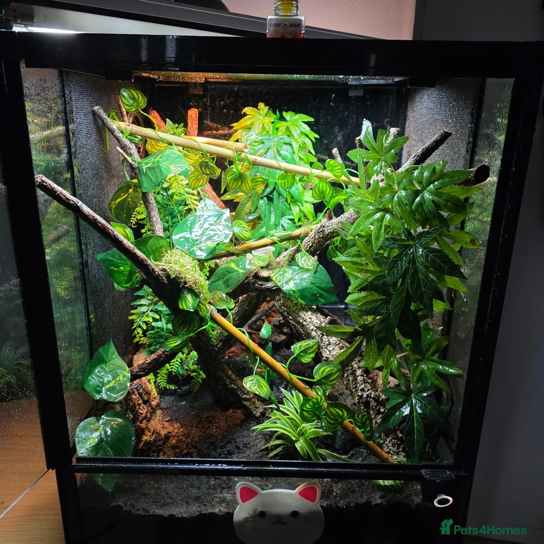 Gecko reptiles for sale: Stunning Female Bauer's Chameleon Gecko - Advert 6