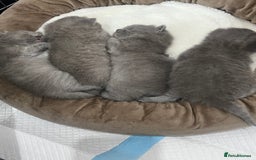 British Shorthair cats for sale: British short hair kittens - Image 9