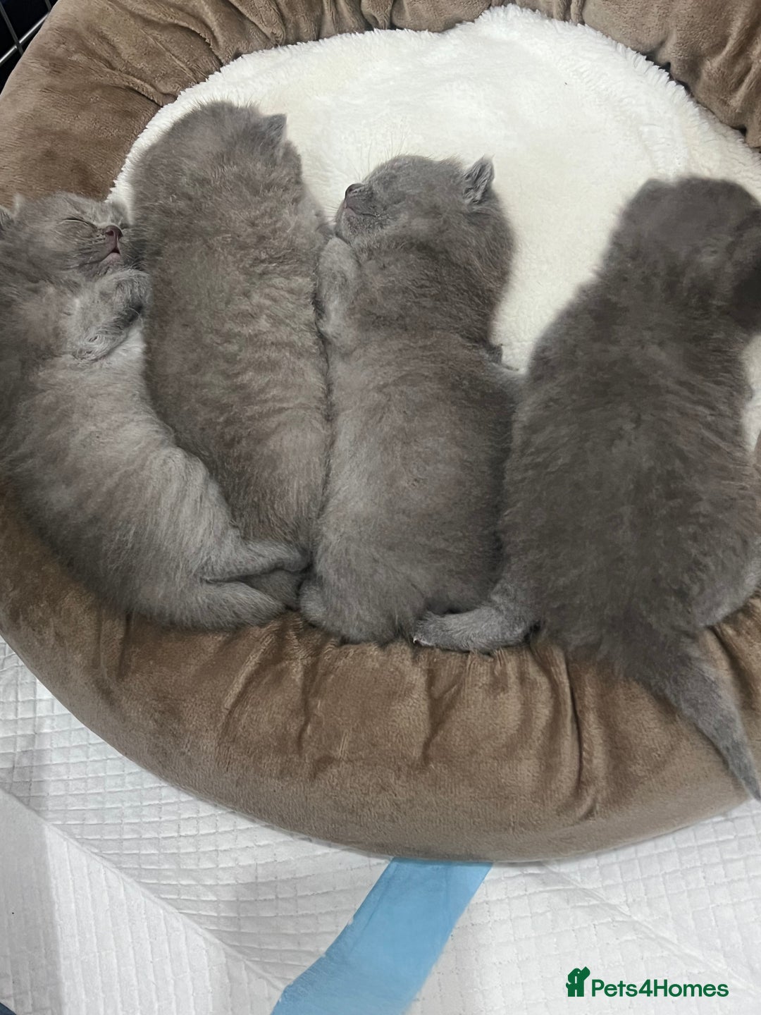 British Shorthair cats for sale: British short hair kittens - Image 9