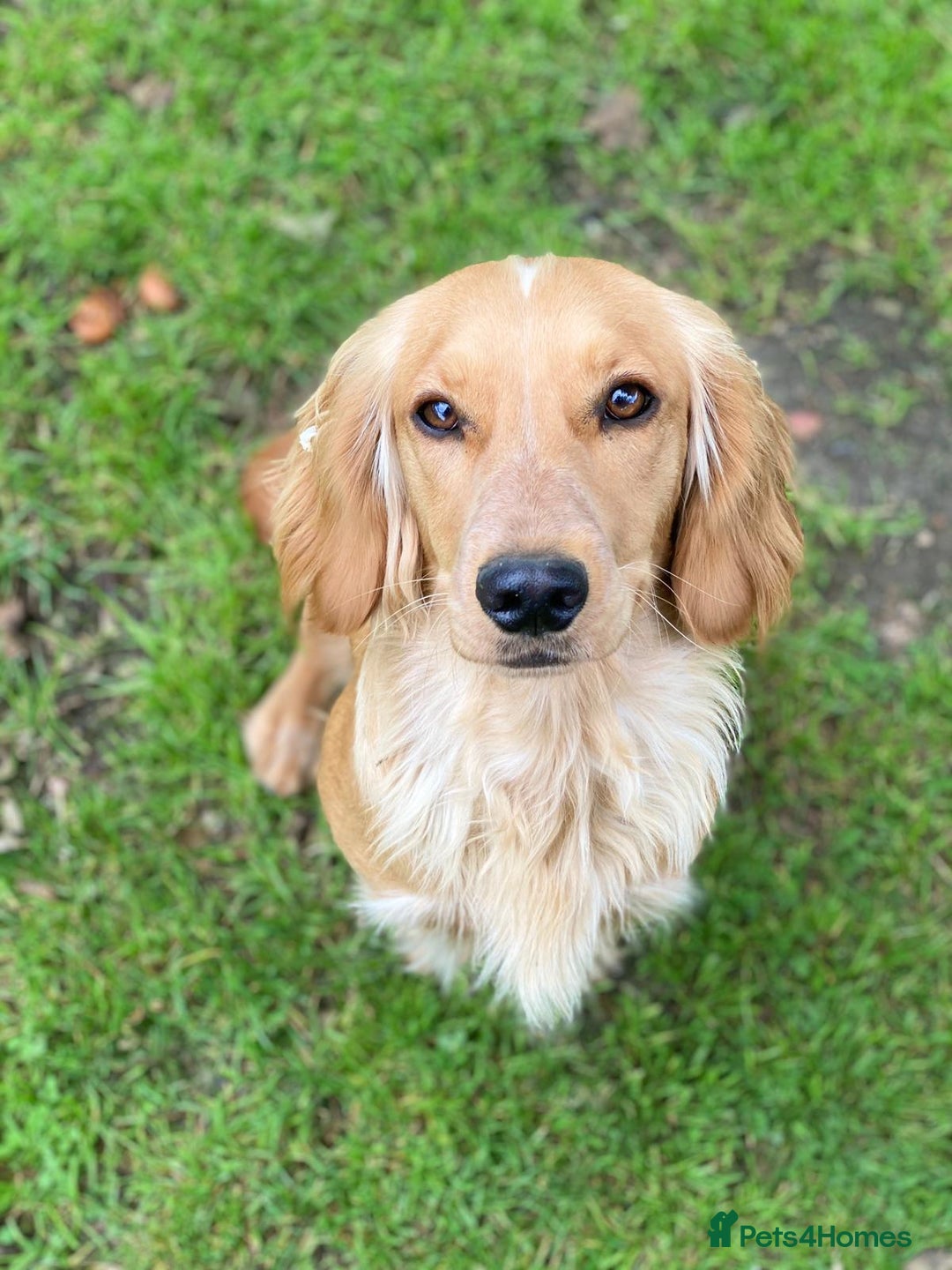 Cockapoo dogs for sale: Beautiful f1b puppies for sale  - Image 9