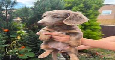 Miniature Dachshund dogs - Advert 5